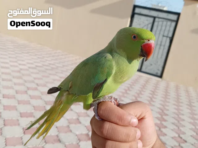 بغبغاء الدره الهندي الوصف مهم
