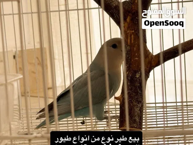 للبيع love bird