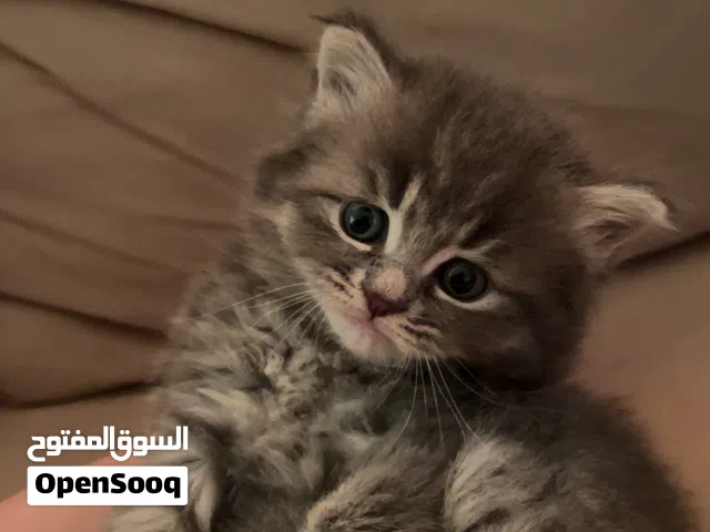 للبيع قطط كتنز برتش شورت هير / British Shorthair Kittens For Sale