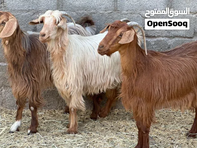للبيع أغنام عمانيات عشرات بعضهن يتاومن أعمارهن سنه و نص ل سنتين والحلال محصن كل شي سليم