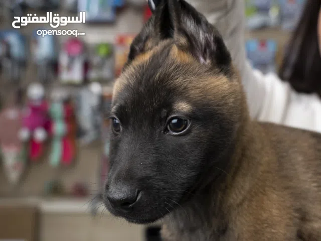 بلجم مالينو للحراسه..ومتوفر جراء للمنزل احجام صغيره جدا سلالات مختلفه .ذكور واناث