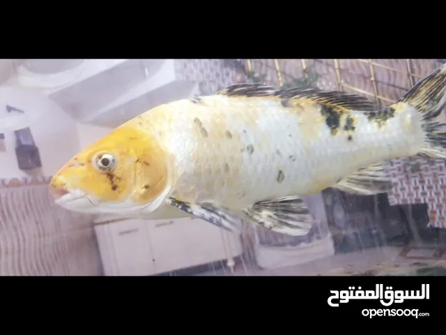 سمكتان كبار للبيع السعر والستفسار راسلني بالخاص سمكتان كبار للبيع السعر والستفسار راسلني بالخاص سمكت