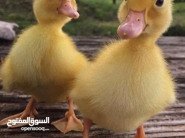 مطلوب بط للبيع