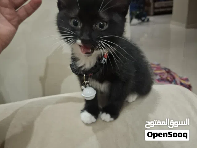 قط للتبني عمان طبربور