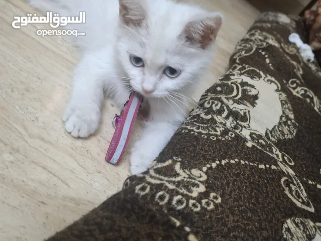 قط للبيع لعوب وحنون