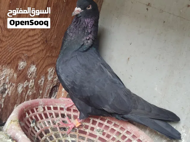 طير لوات ب7 طير محجل حجلين كضيته بل هوه طير مشاقب يكلب