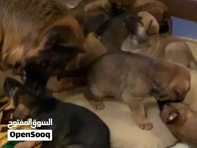 جيرمن سيبل عمر شهرين شوف الوصف