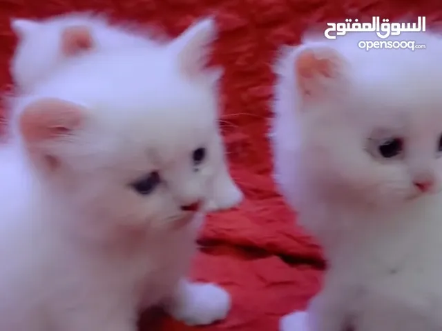 قطط شيرازي ابيض وذهبي للبيع فقط من 10 الف ريال للقط