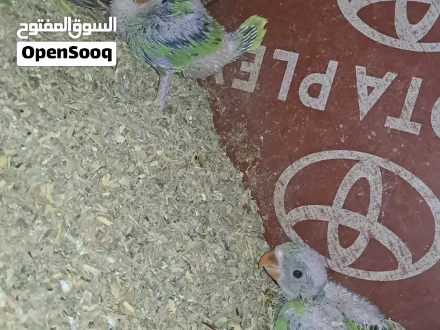 دره افراخ هندي تك ع 85ويوحد تك كوكتيل