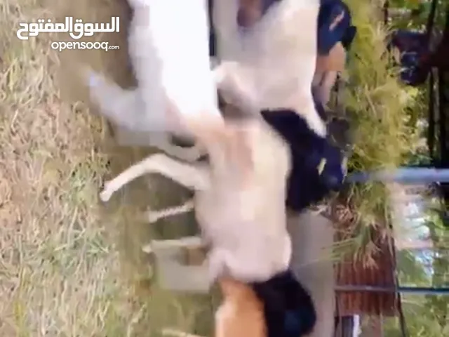 للبيع جعد بيرشن + جعد صومالي