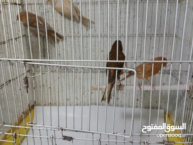 كنار طواير جاهزه عالفحل