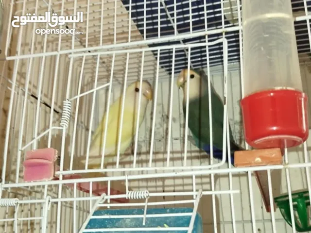 كوبيا بركديلو للبيع السعر195