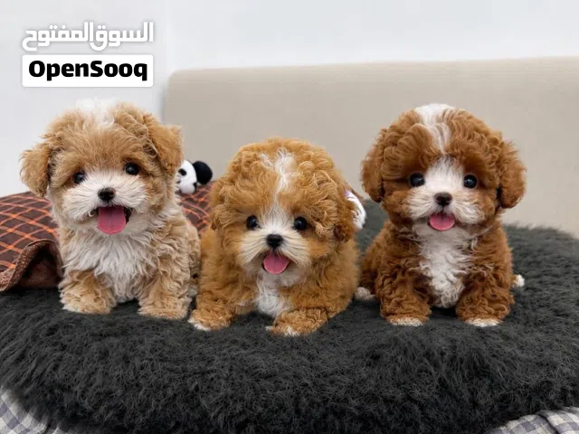 purebred Poodle puppies