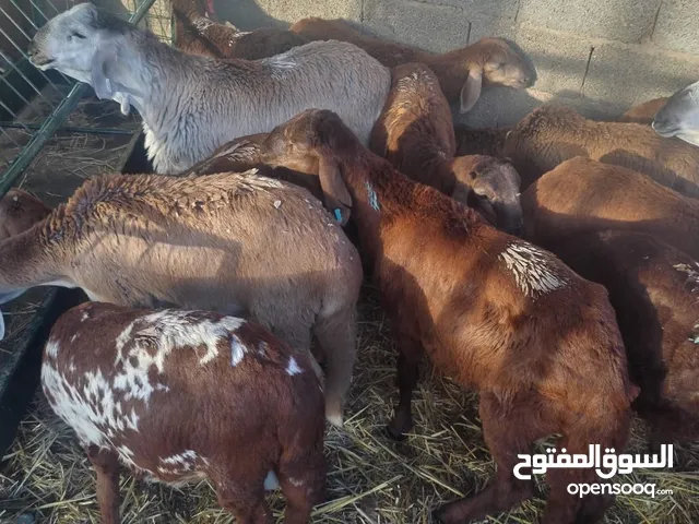 خراف سواكنیه مطعمه صحه جوده ضمان اسرع واحجز الكمیه محدوده