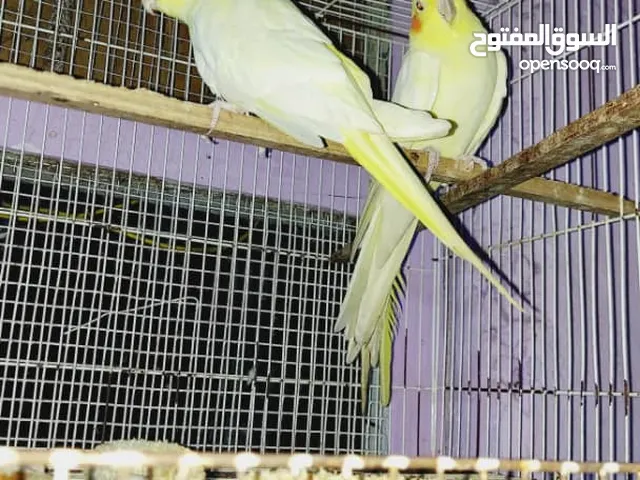زوج ببغاء كوكتيل لاتينو عيون حمراء منتج للبيع