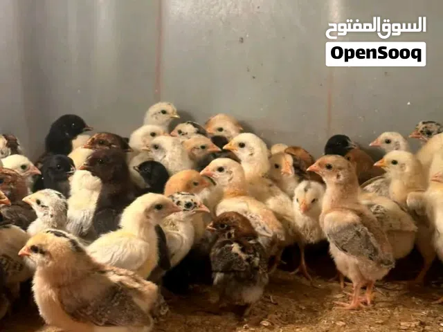 متاح صوص بلدي عمر 15 يوم صحه ونظافه  ولون السعر حسب الكميه موجودات سحاب.