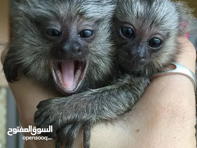 Marmosets Monkeys Available Now