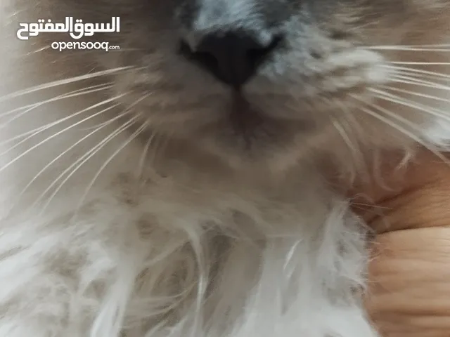 قط لعوب وحنون