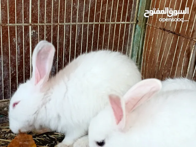 Rabbits for sell///Sanad Area
