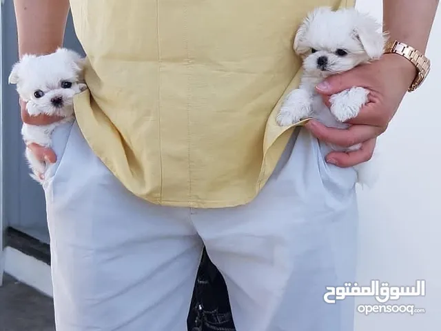 Teacup Maltese Puppies