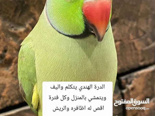 طير الدرة الهندي والروح والحب