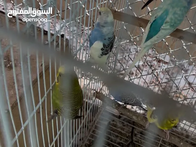 طيور الحب buggies