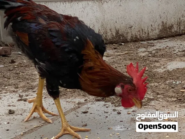 ديج مخلف شمسي عربي مرسس صورة الأم والاب موجودة  العمر 6 اشهر جاهز