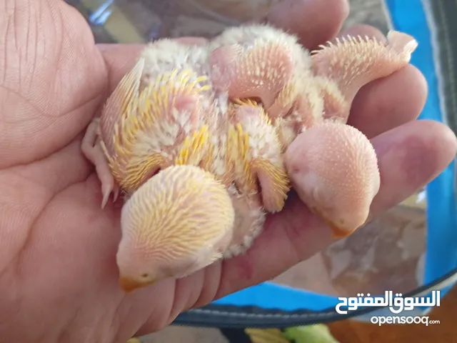 فراخ روز عين حمرا