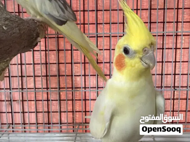 زوج كوكتيل لوصف لجاد بنقصه