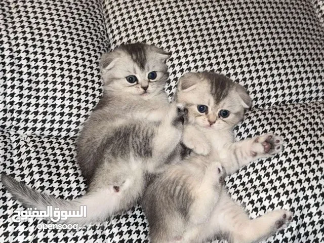 سكوتتش فولد