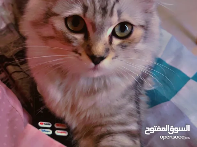 قط ذكر عمر أربع اشهر سكوتش لونغ هير