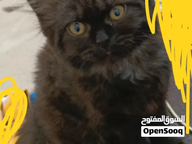 cat for selling