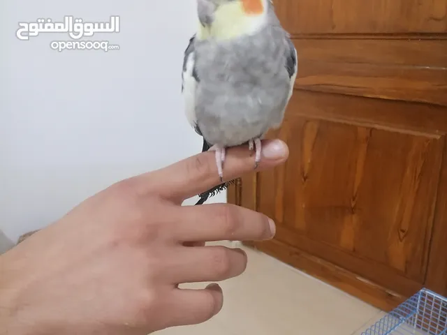 ببغاء كوكتيل اليف مع قفصه للاستفسار الرجاء التواصل على الرقم