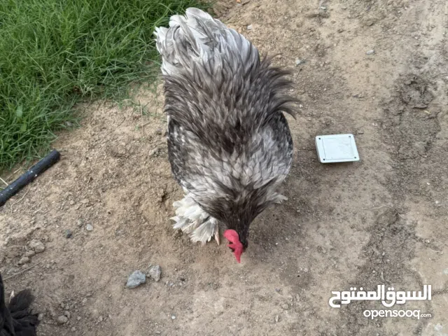 Cochin rooster for sale