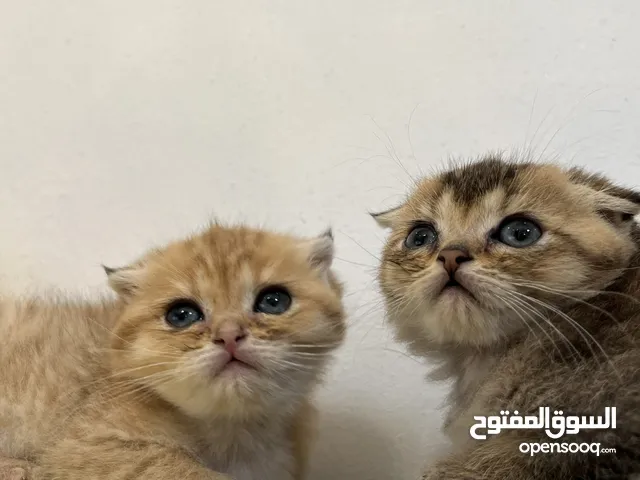 بسم الله ما شاء الله