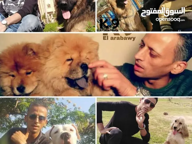 تدريب كلاب الحراسة والزينه بالاشارة