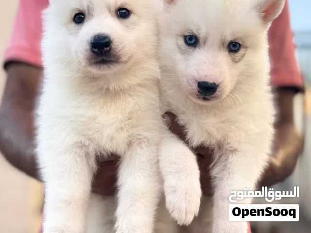 Husky puppies with pedigree يراوه هاسكي مع البدقري