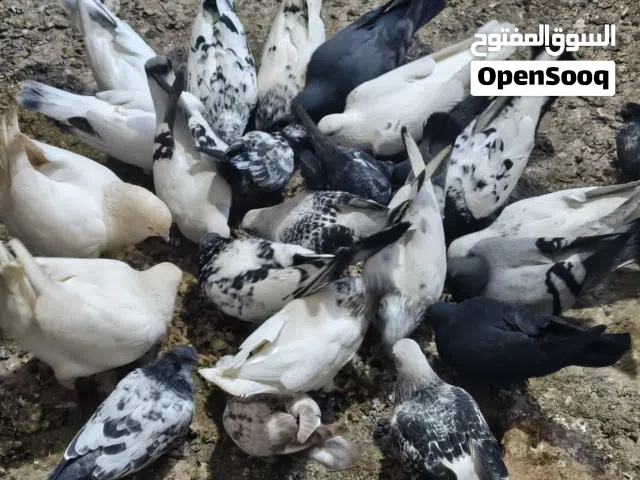 جواز للبيع 15 ل 18جواز مشكلات