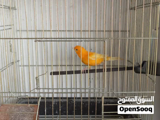 ذكر كناري لون احمر جاهز للتزاوج