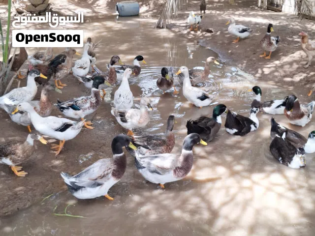 بط مصري وعماني اقرا الوصف