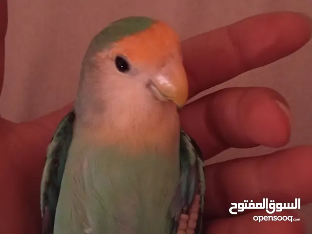 ذكر روز اليف للبيع او بدل على كناري