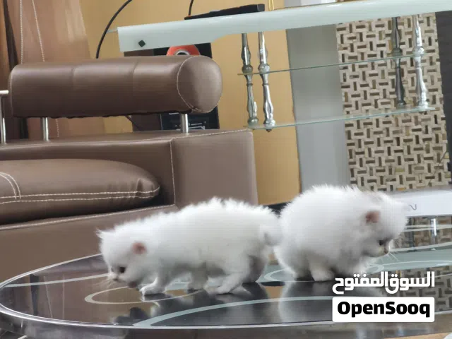 قطط صغيره عمر 6 اشهر وكبيره اناث شيرازى