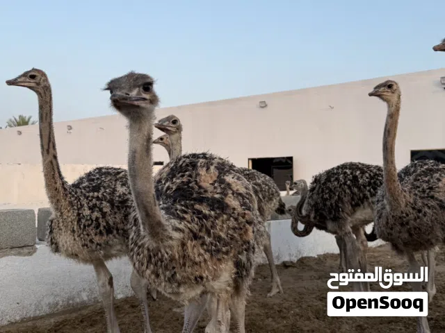 بيع النعام الحي ومشتقاته