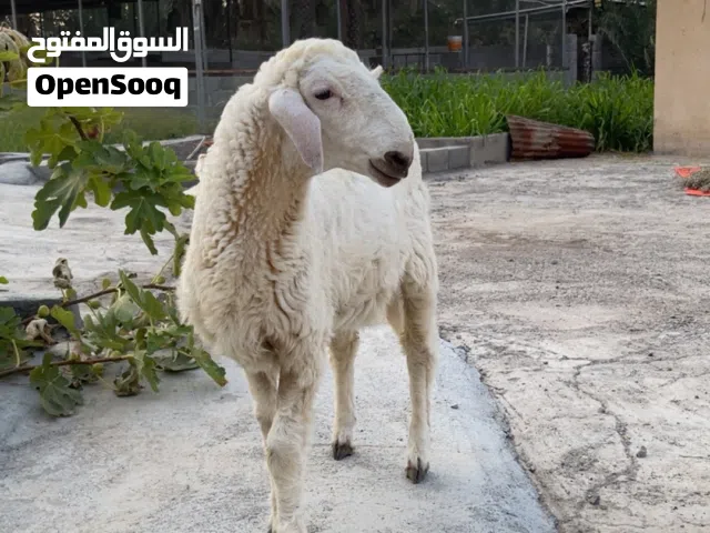 كبش هندي صنف أقراء الوصف
