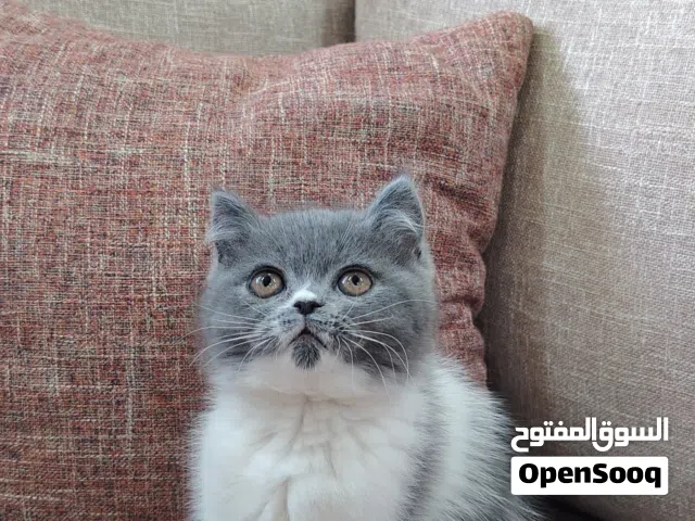 قطة للبيع مع اغراضها