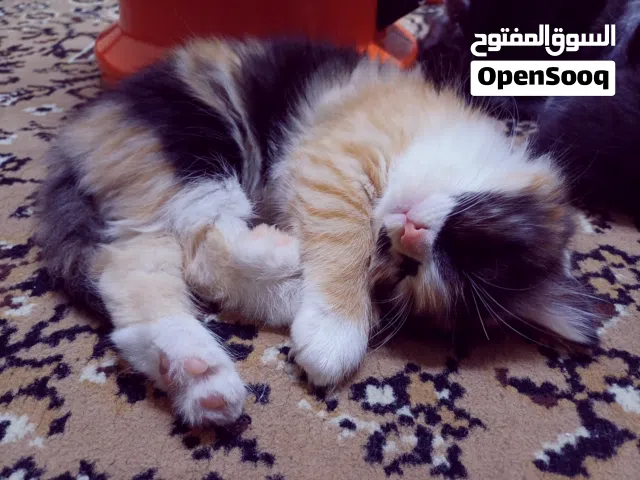 قطتين اناث من أم شانشيلا وأب شيرازي