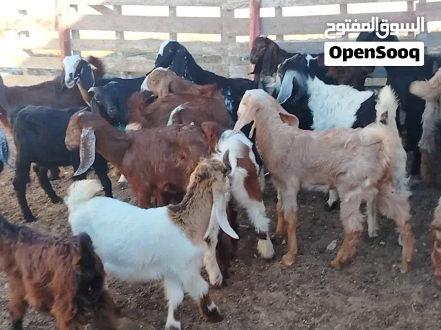 العدد 23 طرف تمقريس ناشطات ربي يبارك العمر شهرين ل 3شهور تقريباً فيهم 5 جديان والباقي اعنايق مكانهم