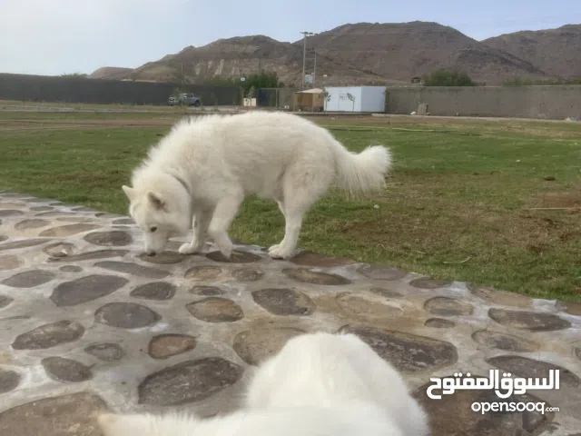 كلب هاسكي للبيع بيور لونه ابيضّ