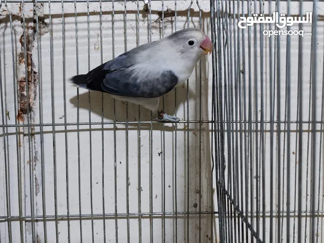 جوز فيشر ابلاين جوز منتج واهالي فراخ معهم فرخين مع امكانيه بيع الفراخ لحالها للزق اليدوي