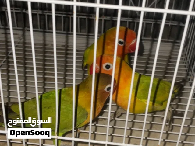 فيشر للبيع مستعجل 6